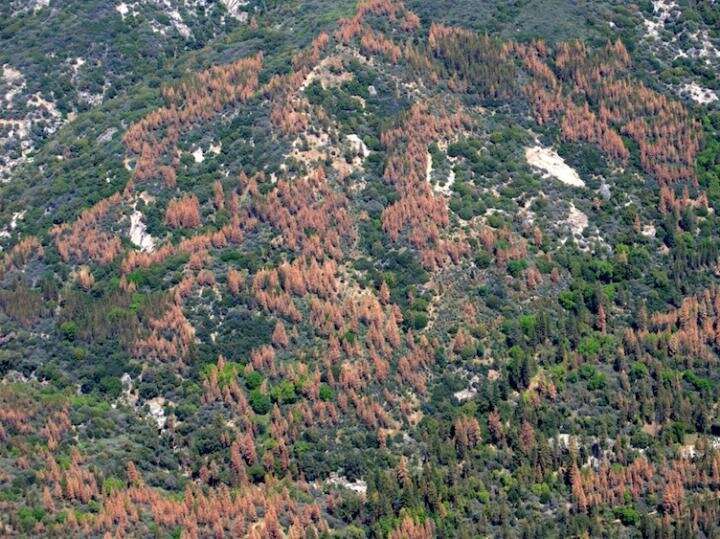 Thinning forests, prescribed fire before drought reduced tree loss