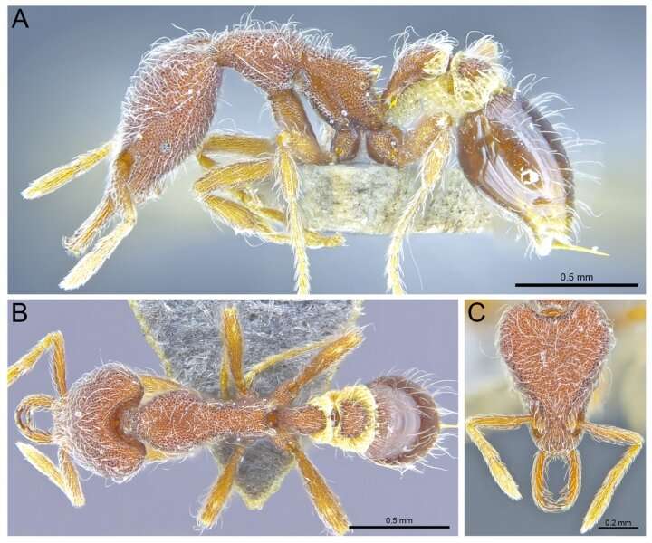 Thirteen new ant species discovered in Hong Kong