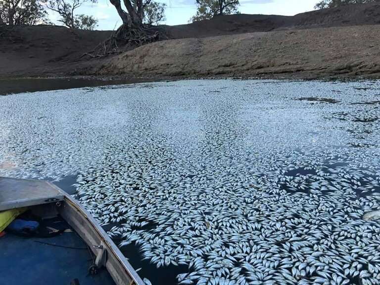 Thousands of dead fish were found floating on the Darling river in Menindee, pictured here