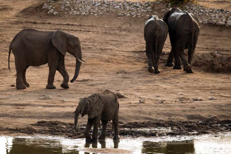Threatened: Hundreds of elephants are to move home in the biggest wildlife transfer in Zimbabwe's history