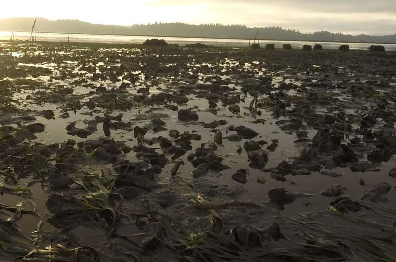 Tides don't always flush water out to sea, study shows