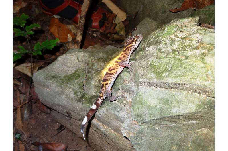 Tiger geckos in Vietnam could be the next species sold into extinction, shows a new survey
