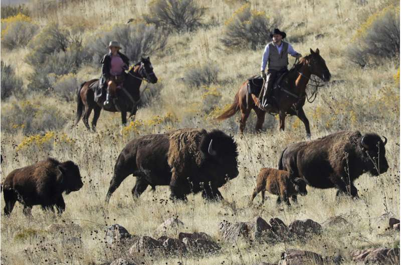 Time ticks away at wild bison genetic diversity