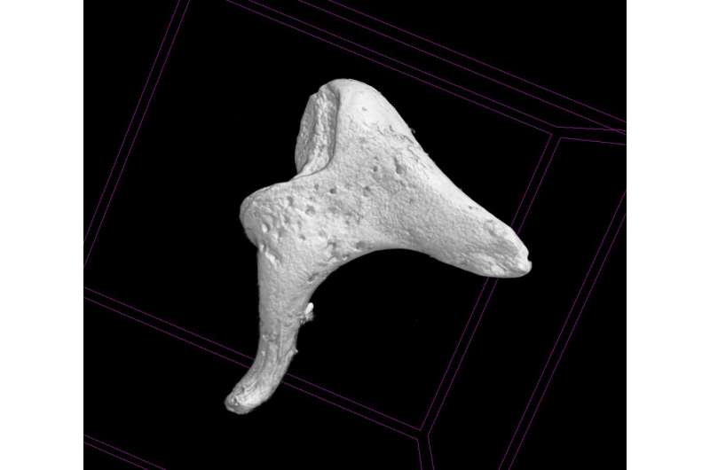 Tiny ear bones help archaeologists piece together the past