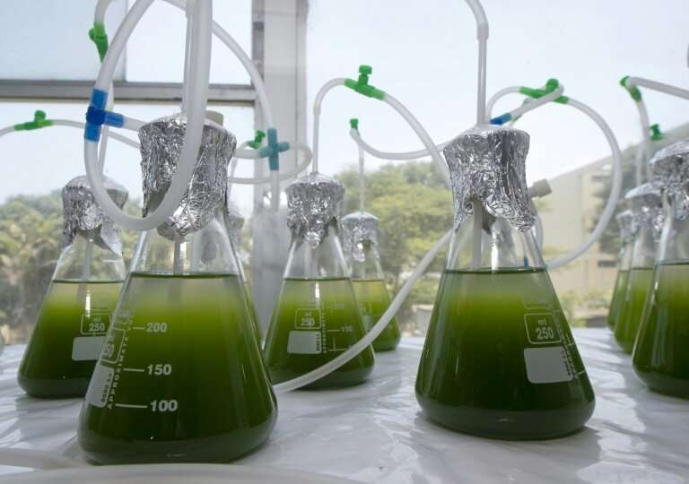 Tiny green microalgae may not look like much but they could provide the solution to depolluting lakes and rivers contaminated wi