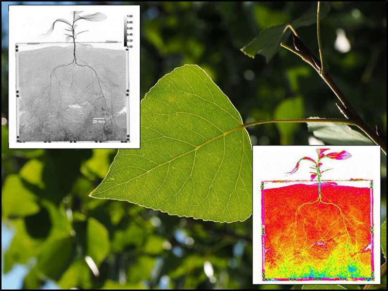 Tiny poplar roots extract more water than their larger counterparts after drought