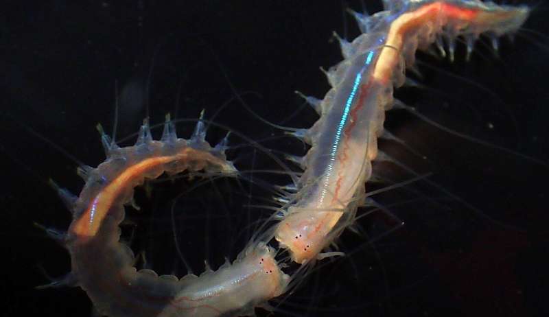 Tiny snapping worms make one of the loudest noises in the ocean, study shows
