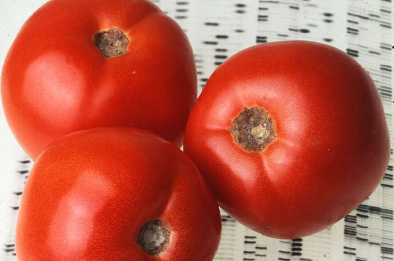 Tomato pan-genome makes bringing flavor back easier