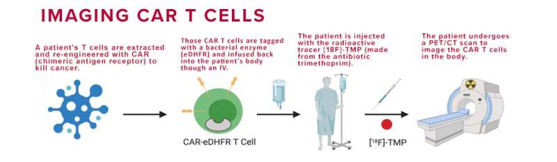 To monitor cancer therapy, researchers tag CAR T cells with imaging markers