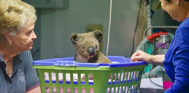 To save koalas from fire, we need to start putting their genetic material on ice