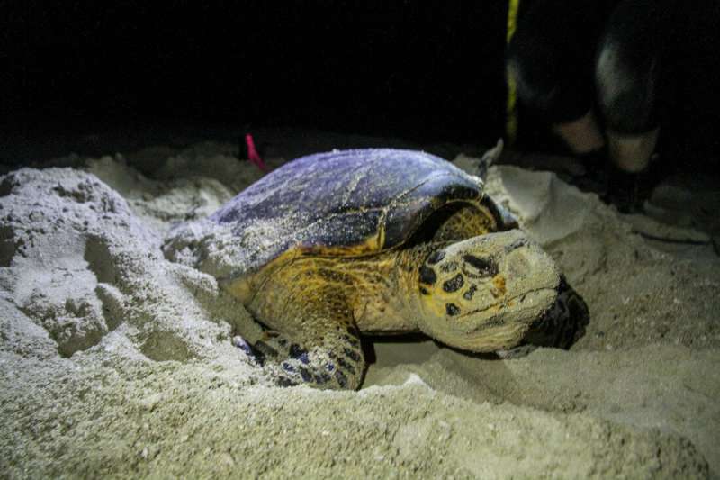 Totally cool turtles may help save species