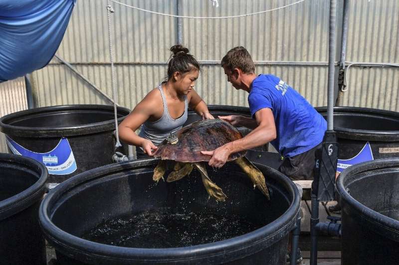 Tourism, climate change and good fortune all weigh on the future of the loggerhead population