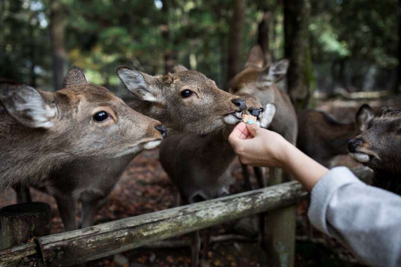 Tourists are forbidden from feeding the deer any food other than the crackers