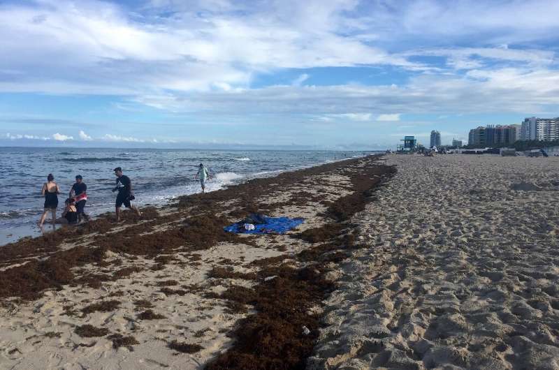 Tourists walk on the sargassum-covered sand at Miami Beach
