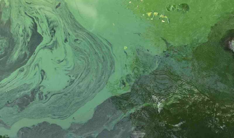 Toxic algal blooms may be key to slowing neurodegenerative disease