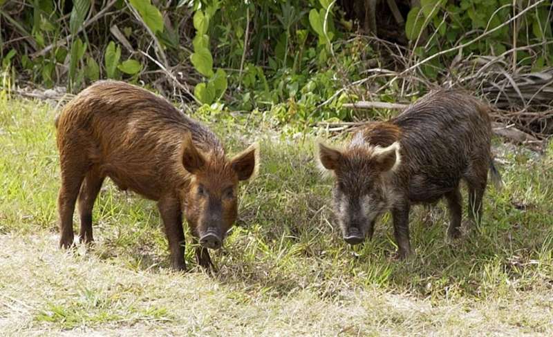 Tracking wild pigs in real time and understanding their interaction with agro-ecosystems