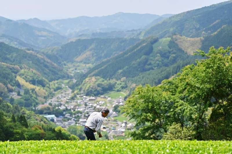 Traditional Japanese tea also suffers from something of an image problem, some experts say, as it is considered the preserve of 
