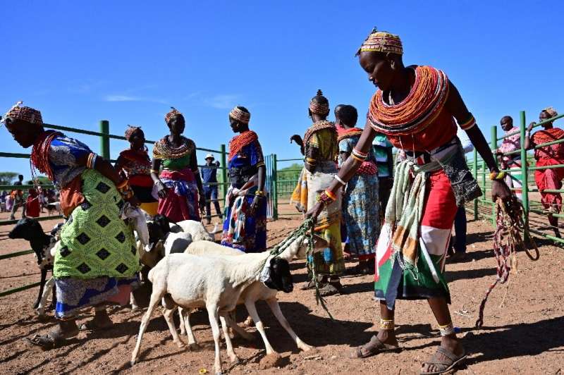 Traditional Samburu tribeswomen gather their goats to sell at Merille livestock market, some 411km north of Nairobi in Kenya's M