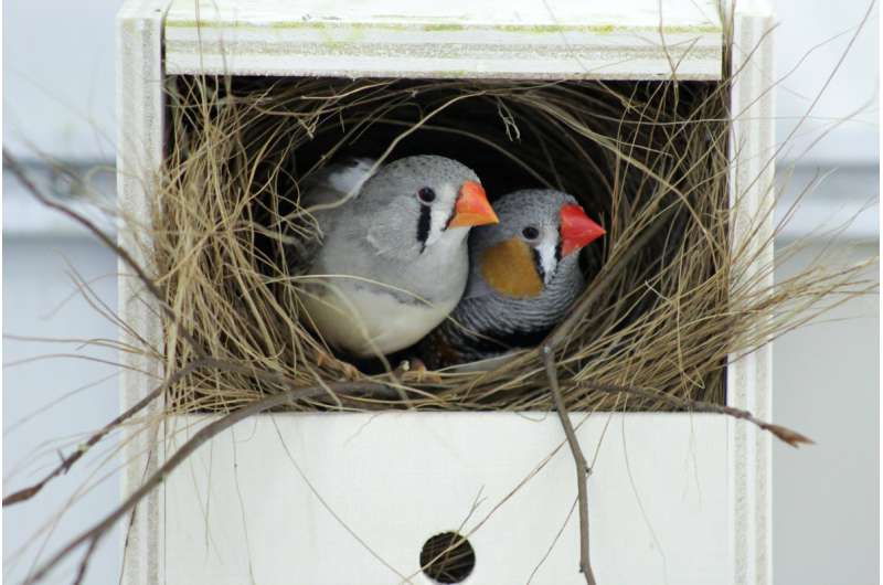 Traffic noise affects normal stress reactions in zebra finches and delays offspring growth