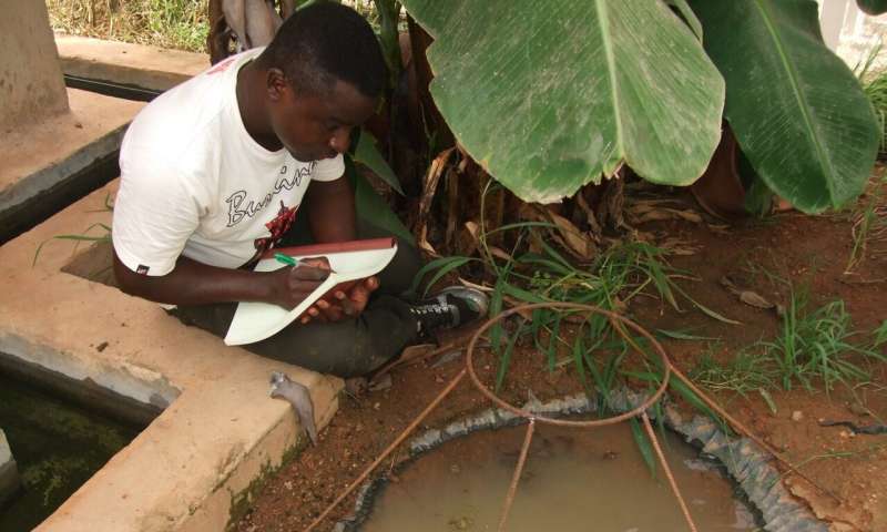Transgenic fungus rapidly killed malaria mosquitoes in West African study