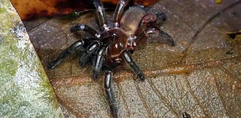 Trapdoor spider species that stay local put themselves at risk