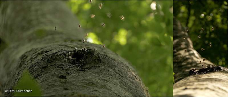 Tree cavities for wild honeybees