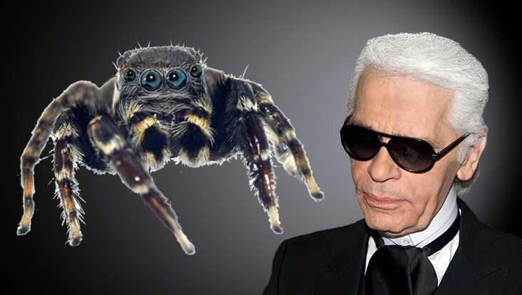 Trendy on eight legs: Jumping spider named after fashion czar Karl Lagerfeld