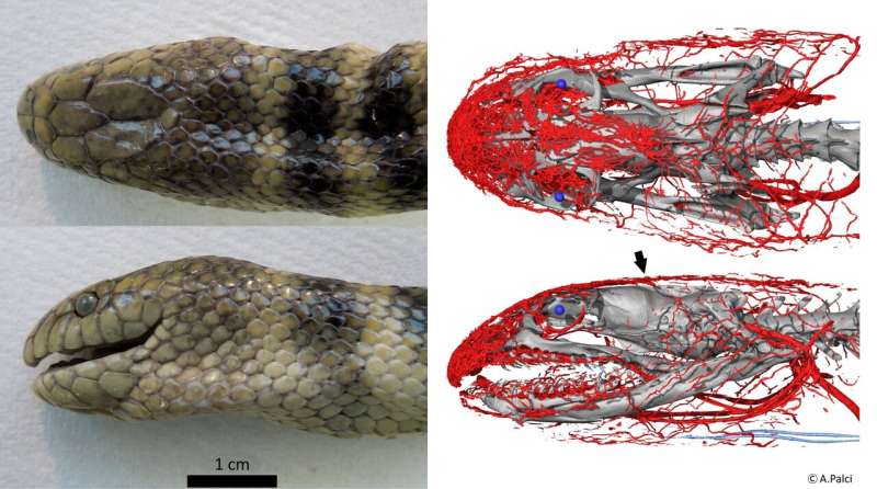 Tropical sea snake uses its head to 'breathe'