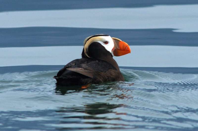 Tufted puffins