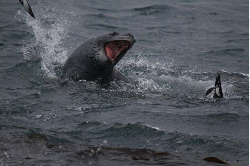 TV crews capture first evidence of leopard seals sharing food