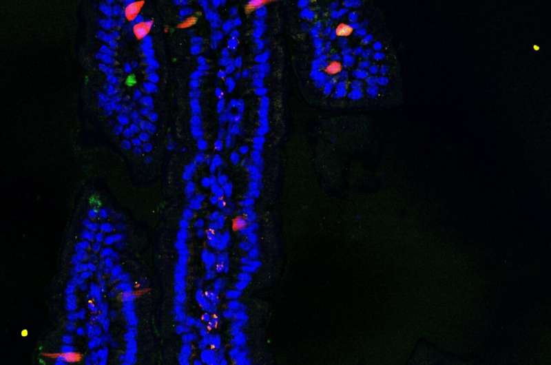 Tweaking of hormone-producing cells in the intestine