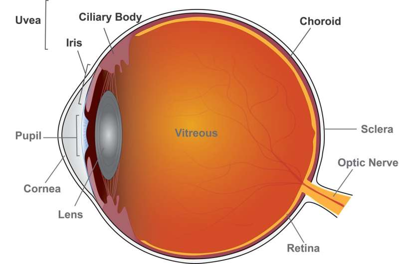 Two commonly used uveitis drugs perform similarly in NIH-funded clinical trial
