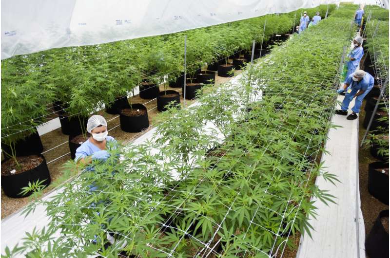 Two firms first to export LatAm medicinal marijuana to Europe