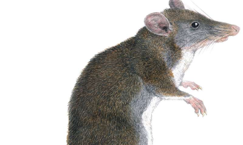 Two new species of 'tweezer-beaked hopping rats' discovered in Philippines