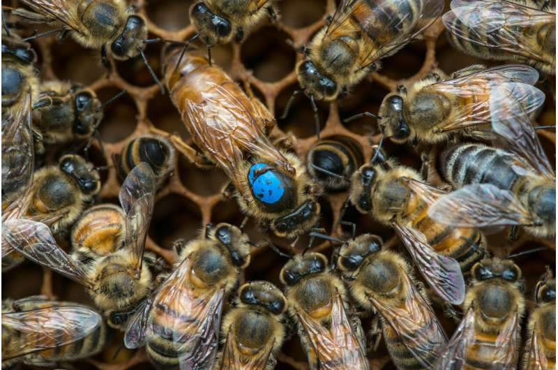 Two-step path to shrinking worker bee gonads