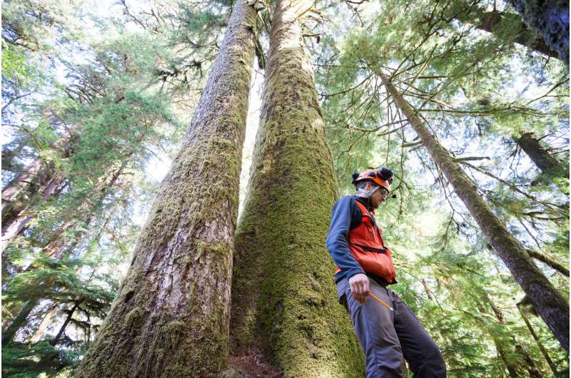 UBC scientists find high mutation rates within huge, old-growth trees