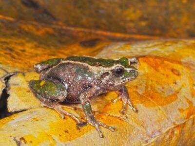 UCF team discovers, names new frog species