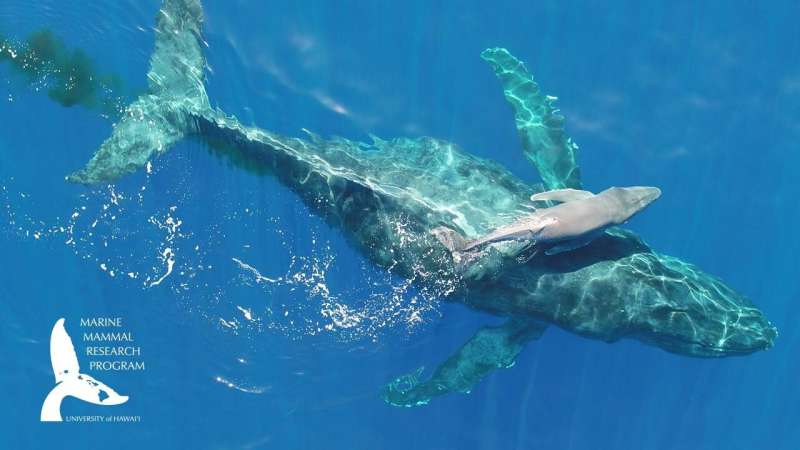 UH marine mammal research captures rare video of newborn humpback whale