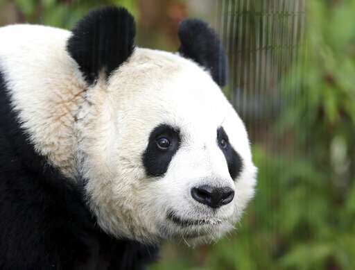 UK's only female giant panda artificially inseminated at zoo