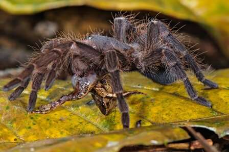 U-M biologists capture super-creepy photos of Amazon spiders making meals of frogs, lizards