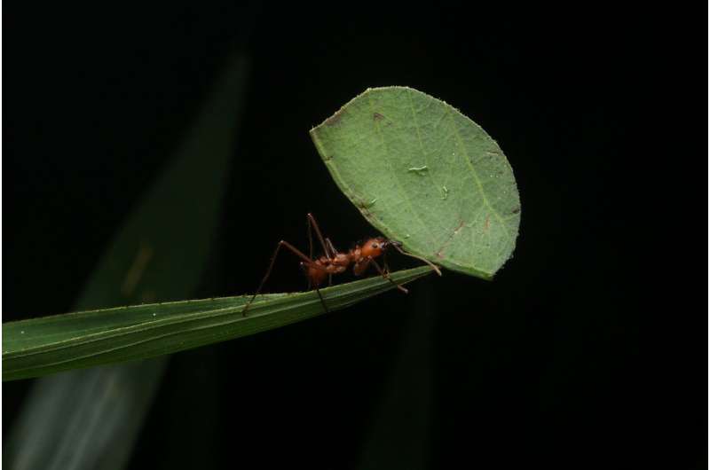 UM researchers: Leafcutter ants emit as much N2O as wastewater treatment tanks