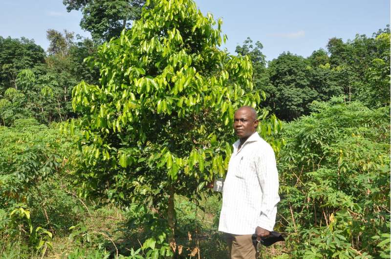 Undercounting of agroforestry skews climate change mitigation planning and reporting