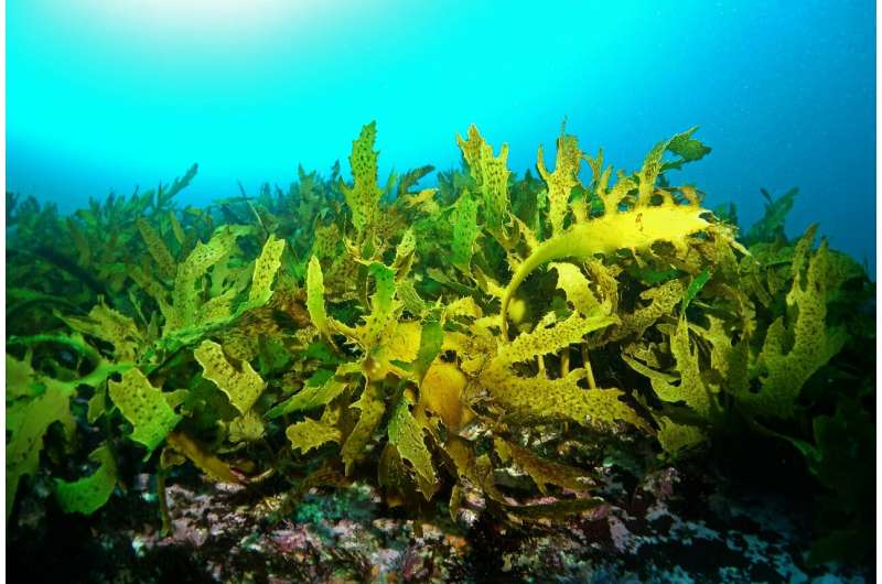 Underwater forests threatened by future climate change, new study finds