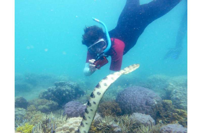 Underwater grandmothers reveal big population of lethal sea snakes