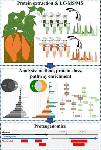 Unearthing the sweet potato proteome