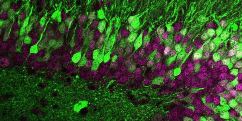 独特的指纹：是什么让神经细胞保持不可溶？