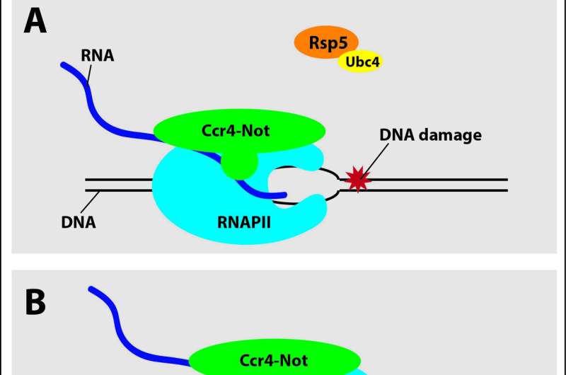 Unjamming the genome after DNA damage