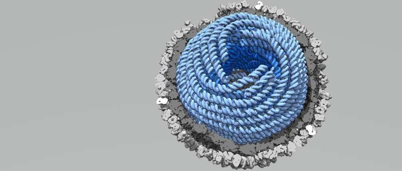 Unveiling how the genome has condensed itself inside the virus