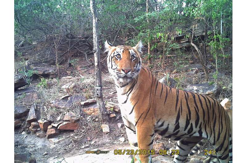 Urbanization may hold key to tiger survival