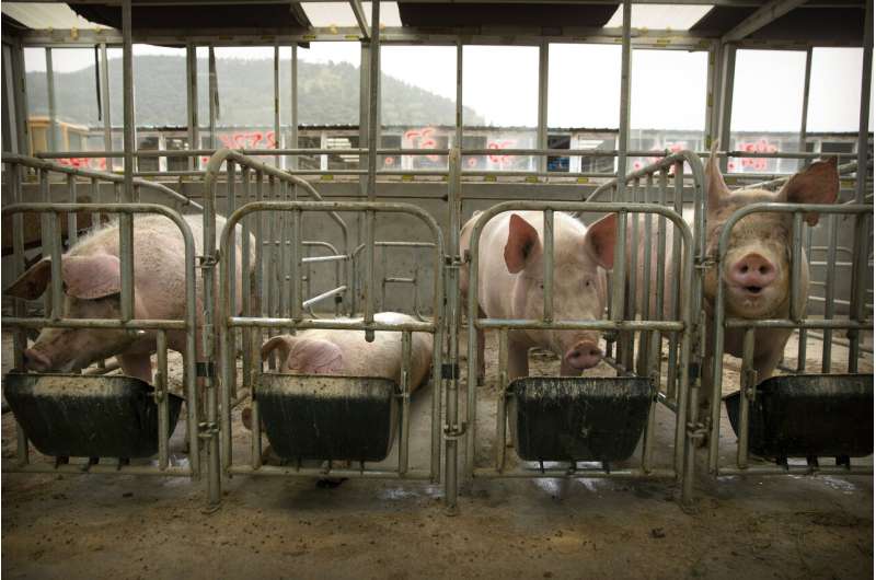 Urgency for vaccine grows as virus ravages China's pigs